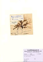 藏品(Zonaria subarticulata (J.V. Lamouroux) Papenfuss)的圖片